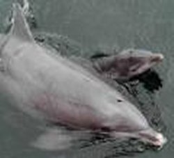 Europese primeur voor KI bij dolfijnen. 