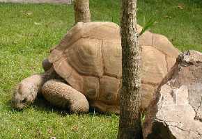 Reuzenschildpadden getraind voor de weegschaal