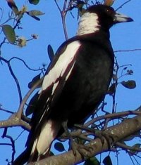 Effects of artificial foods on the blood chemistry of the Australian magpie