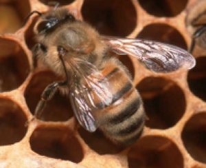 Vervoersverbod bijen
