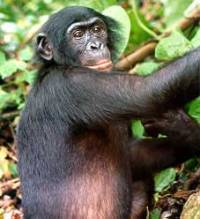 Bonobo baby's