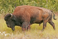 Onverwacht bizonjong