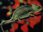 Kameleon