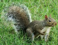 Risico exotische eekhoorns groot 