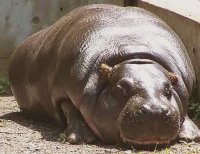 De optimalisatie van de voeding in Zodiac Zoos