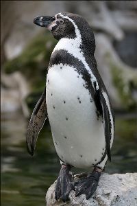 Humboldt-pinguïnbaby
