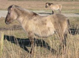 25 konikpaarden naar Letland 