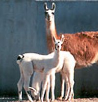 Changes in Llama Milk Composition During Lactation