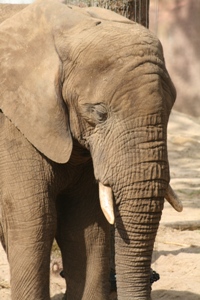 Eerste olifant voor Olmense Zoo