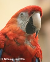 Onderzoek naar papegaaienziekte