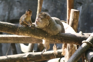 Problemen bij primaten