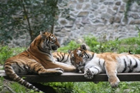 Ruimte voor tijgers in India