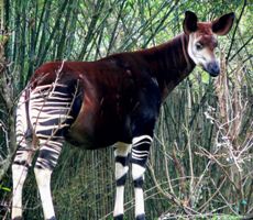 Okapi baby in Blijdorp