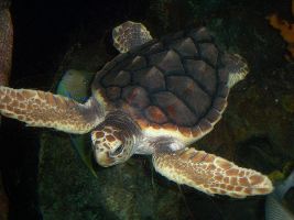 Zeeschildpadden aangespoeld