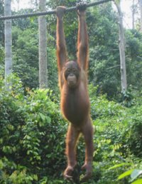 Slimme orang oetan verbaast primatologen 