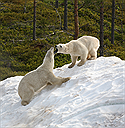 IJsberenpark Polar World