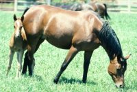 Minder stress door invoelende training paarden