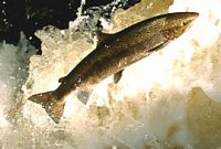 Histidine nutrition and genotype affect cataract development in Atlantic salmon, Salmo salar L.