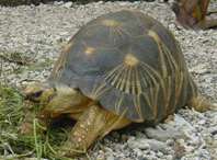 Madagaskar stralenschildpad