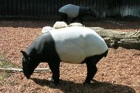 Jonge Maleise tapir