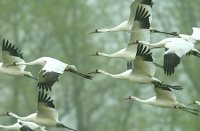 Behavioral profiles of the captive juvenile whooping crane as an indicator of post-release survival