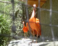 Vaccinatie tegen aviare influenza in dierentuinen