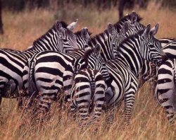 Zebra geboren in Pannerden