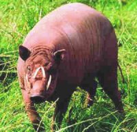 Feeding Babirusa (Babyrousa babyrussa) in captivity