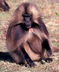 White monkey syndrome in infant baboons (Papio species)