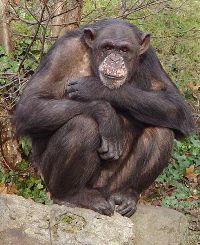 Franse chimps in Almere
