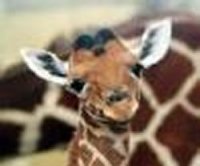 Weer giraffen baby in Artis