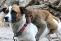 Hond beschermt aapje