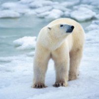 Seasonal, sexual and anatomical variability in the adipose tissue of polar bears