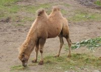 De Vitamine C status van kamelen