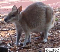 Diet selection and foraging ecology in Macropodidae (Kangaroos)