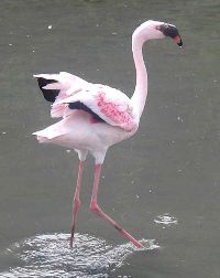 Flamingo op Texel