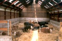 Meer lucht, licht en ruimte voor koe op stal 