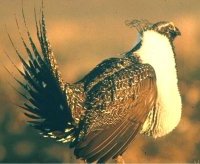 Total Plasma Protein and Renesting by Greater Sage-Grouse