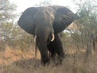 Diet and feeding behaviour of the forest elephant in the Santchou Reserve, Cameroon