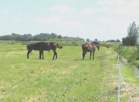 LNV ontwikkelt visie over paardenhouderij in landelijk gebied
