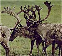 Female Reindeer (Rangifer tarandus) during Winter