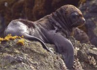 Steller zeeleeuw geboren in Dolfinarium