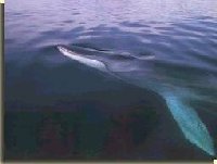 Bezorgdheid rond Japanse walvisvaart